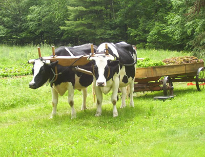 The Organic Food Guide Cows.