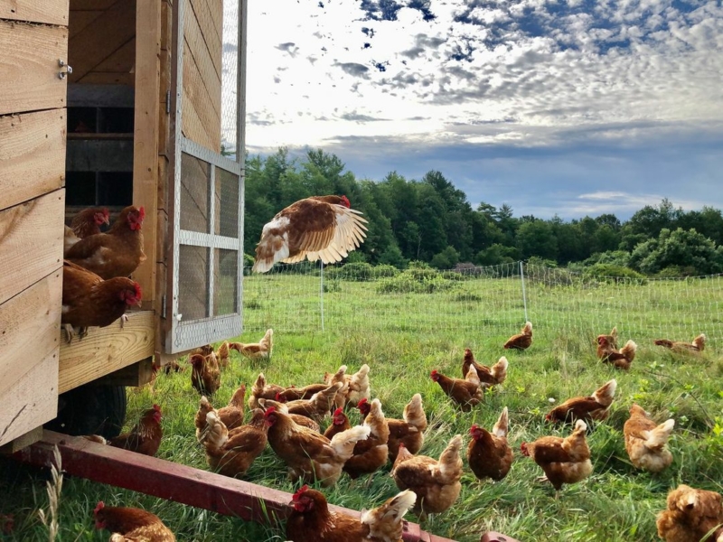 Maplebrook Farmstead