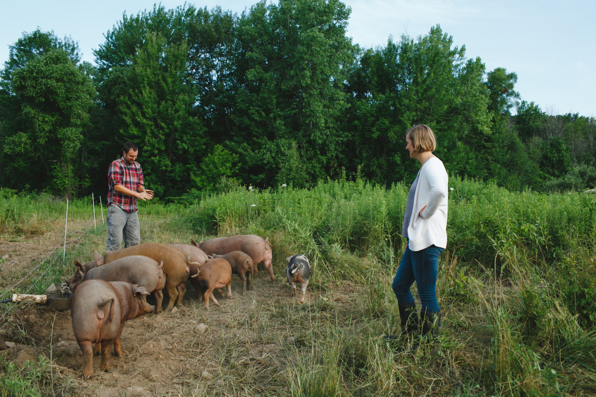 Stonecrop Farm - Organic Pork